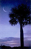 palmetto.jpg (5937 bytes)